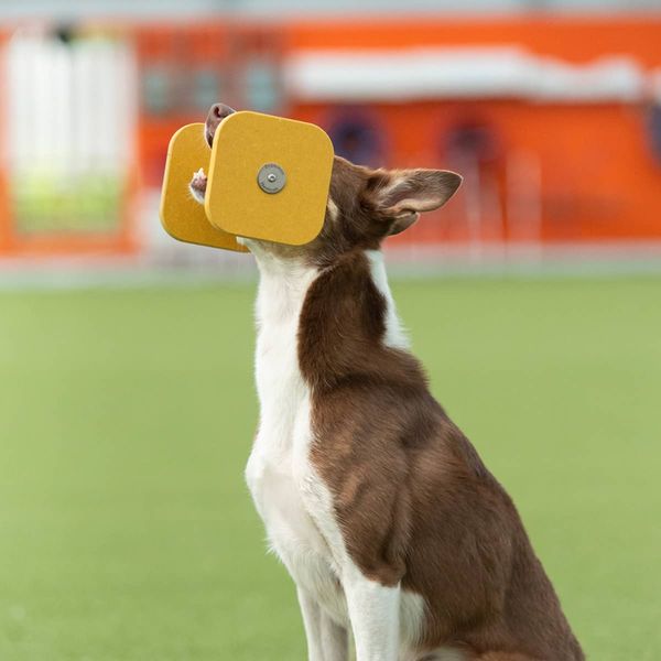 Gjennomfarget apport firkantet