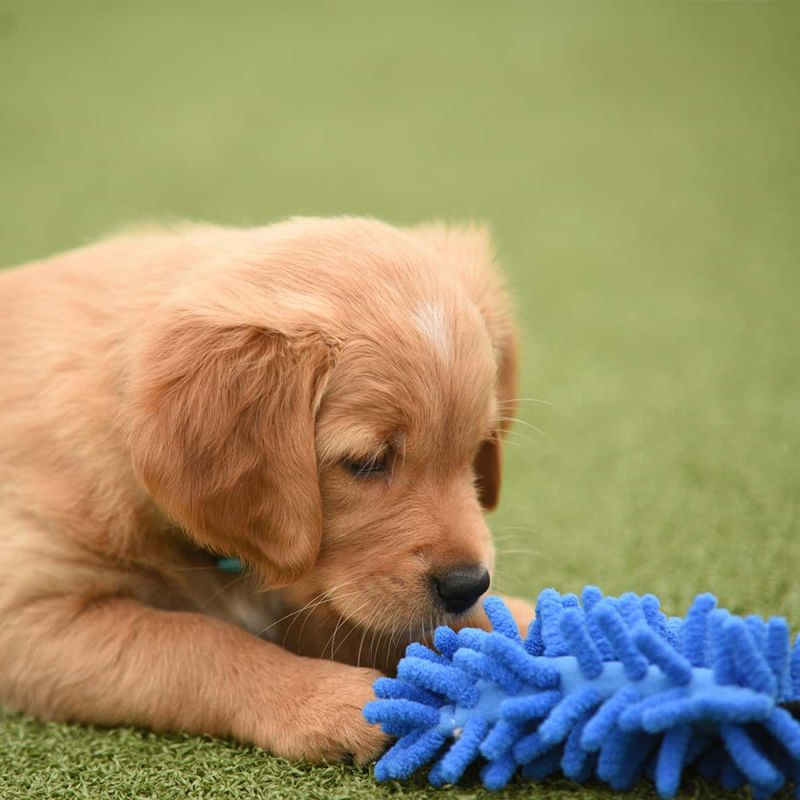 Zayma Dogsport mop