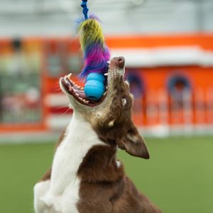 Hovedbilde Doggie-zen kampleke med kong puppy