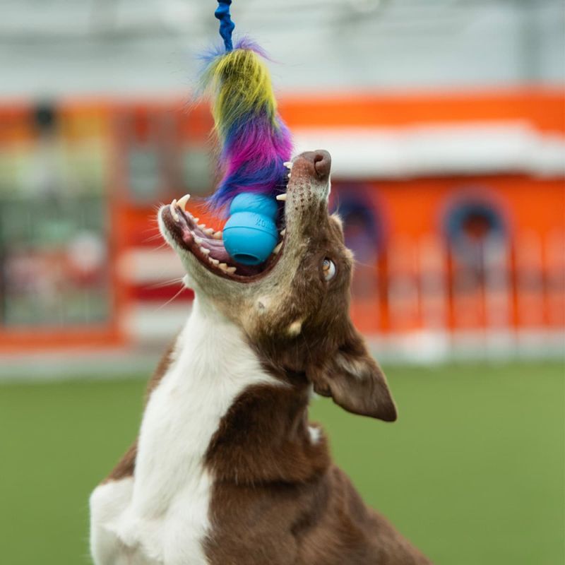 Doggie-zen kampleke med kong puppy