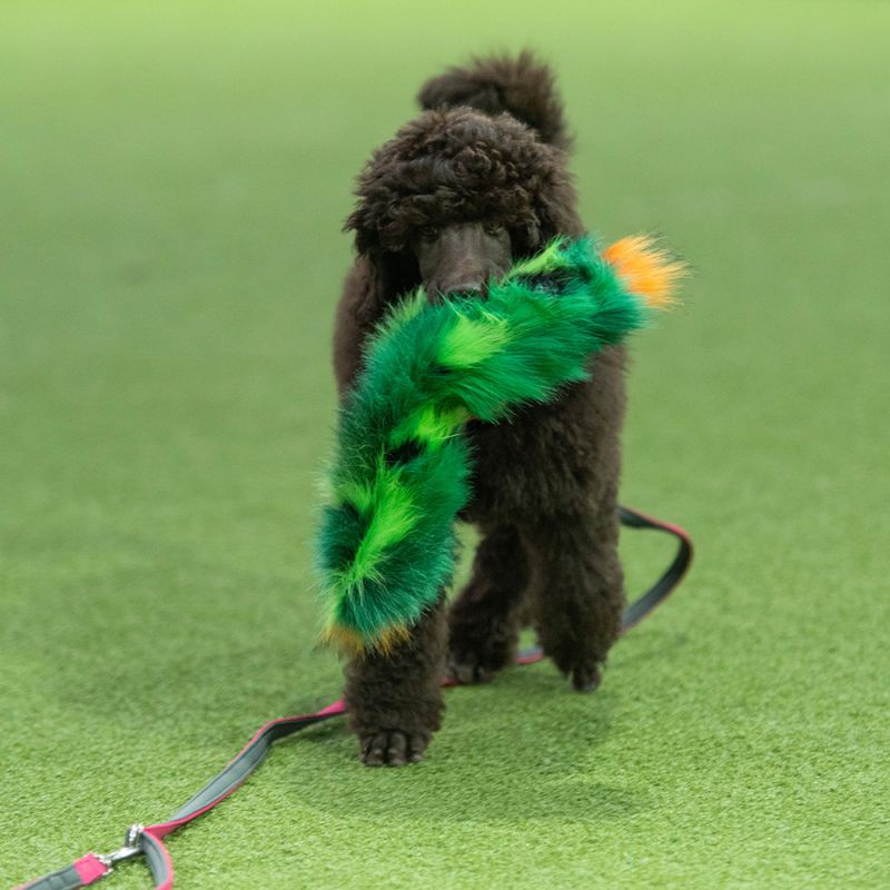 Doggie-Zen Kaktusleke med pip eller knitring