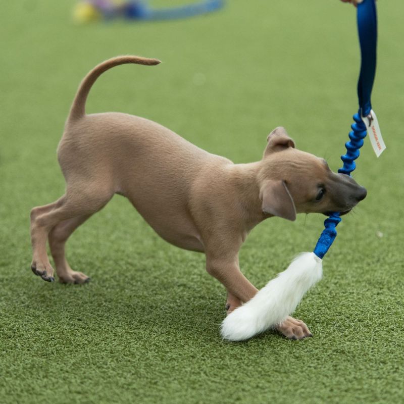 Doggie-Zen Liten kampleke med kaninpels