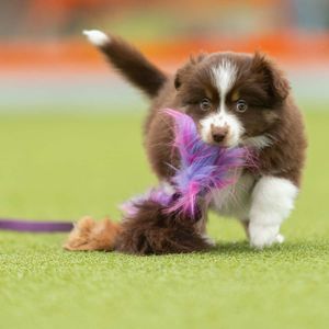 Hovedbilde Doggie-Zen Blekksprut jaktleke med sau og kanin