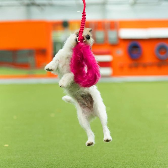Hovedbilde Doggie-Zen Medium Kampring i fuskepels