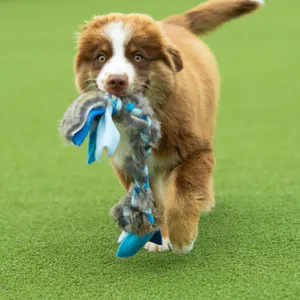 Hovedbilde Paws Made Liten kaninflette