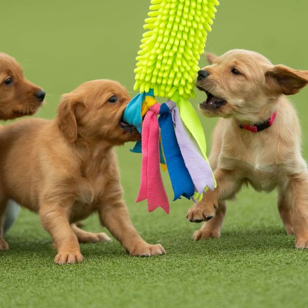 KW Valpeleke med mopp og strikk