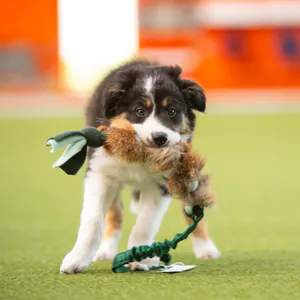 Hovedbilde Doggie-Zen Reveflette