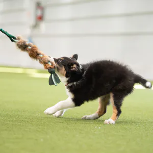 Hovedbilde Doggie-Zen Reveflette