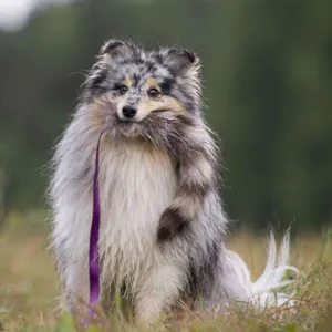 Hovedbilde Doggie-Zen Jaktleke med vaskebj&oslash;rnhale