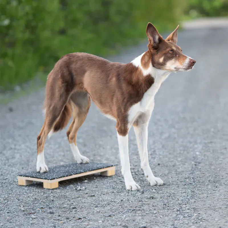 Styrketrening til hund
