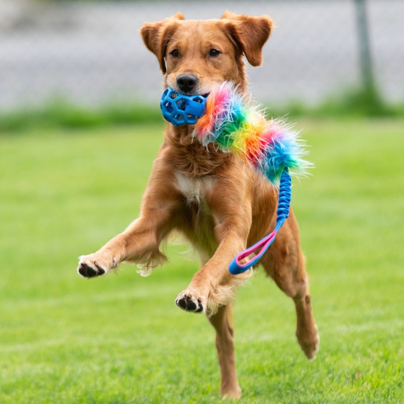 Zayma Bungee rainbow holee-roller