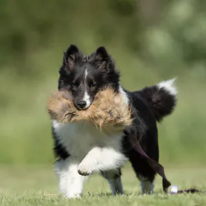 Hovedbilde Doggie-Zen Kort kampleke med revepels