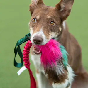 Hovedbilde Doggie-zen Kampleke med kanin, fusk og sau