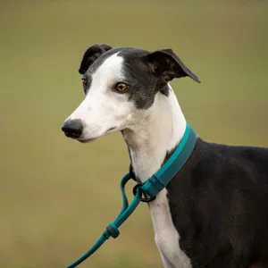 Hovedbilde HUNDLANDS slip set