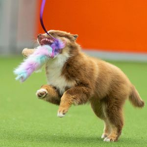 Hovedbilde Doggie-Zen Blekksprut jaktleke med sau og kanin