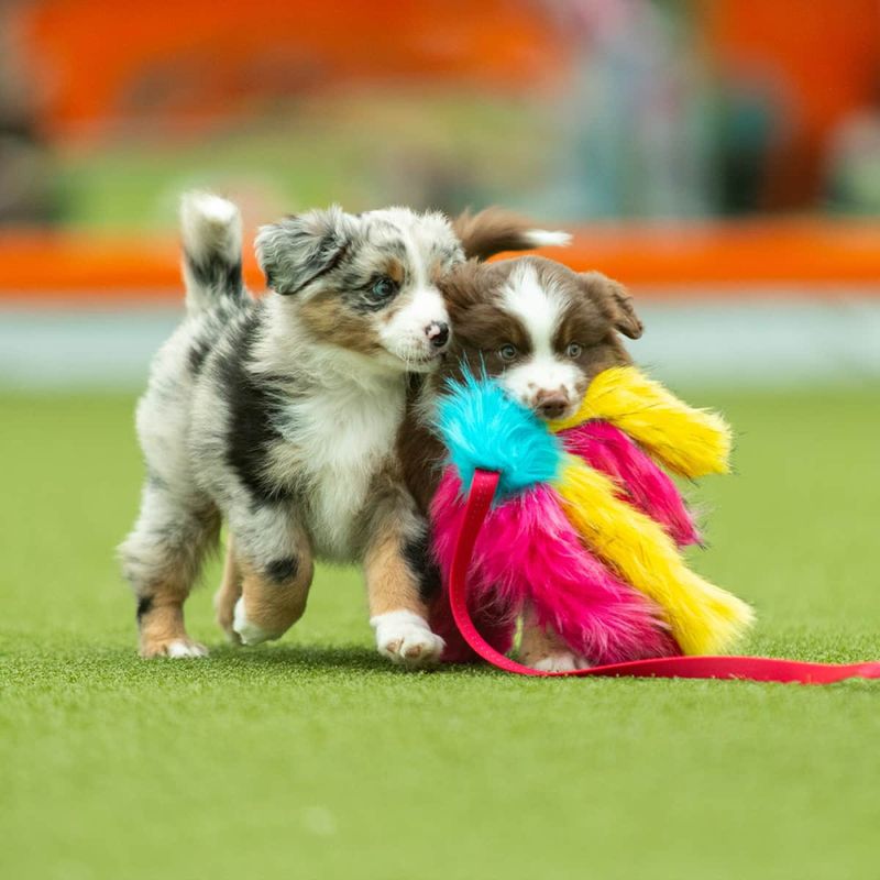 Doggie-zen Blekksprut jaktleke fem armer