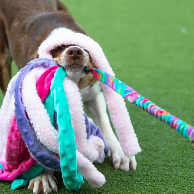 Dog's Craft octupus