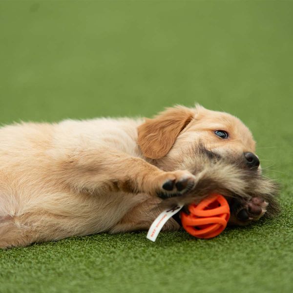 Doggie-zen vaskebj&oslash;rnhale med chuck-it breath